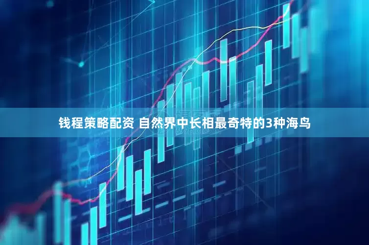 钱程策略配资 自然界中长相最奇特的3种海鸟