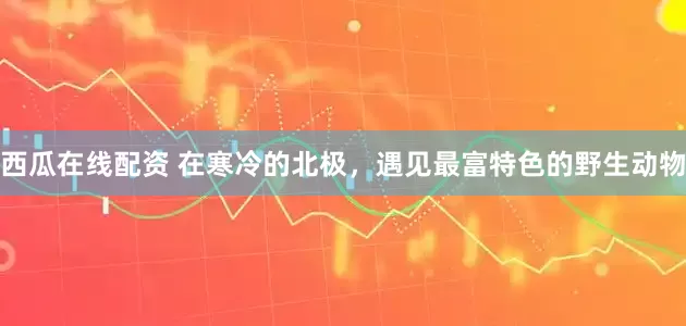 西瓜在线配资 在寒冷的北极，遇见最富特色的野生动物